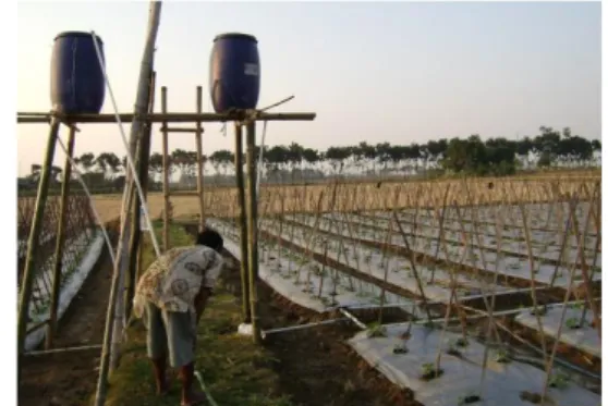 Gambar  2.  Introduksi  jaringan  irigasi  tetes  pada  pertanaman  melon  di  Desa  Meteseh,  Kecamatan  Ngablak  Kabupaten  Rembang  (introduksi BPTP Jateng, 2008) 