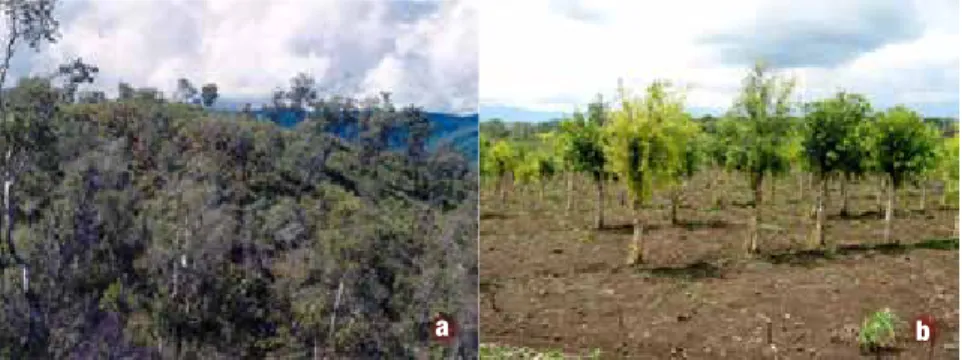 Gambar 2.  Tegakan alam di Kepulauan Maluku (a), dan tanaman produksi kayuputih di  Ponorogo (b)