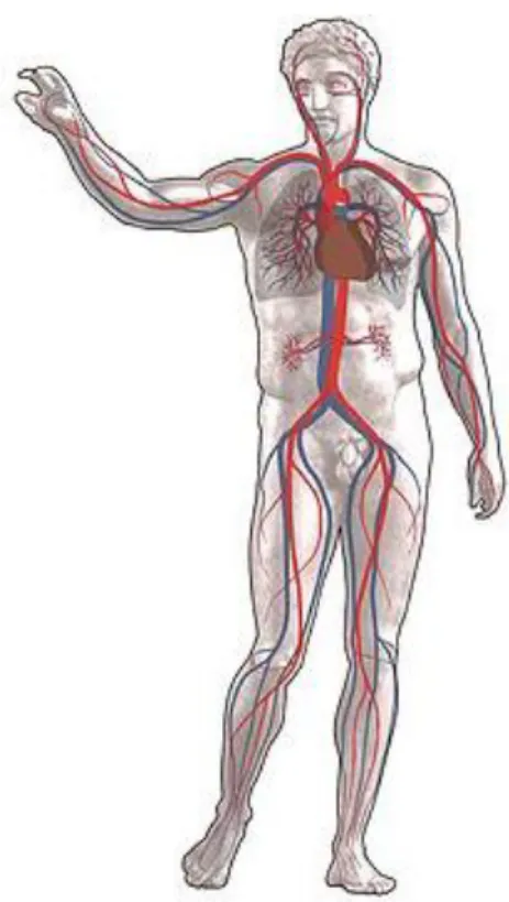 Gambar 2.3 Sistem Peredaran Darah Manusia 
