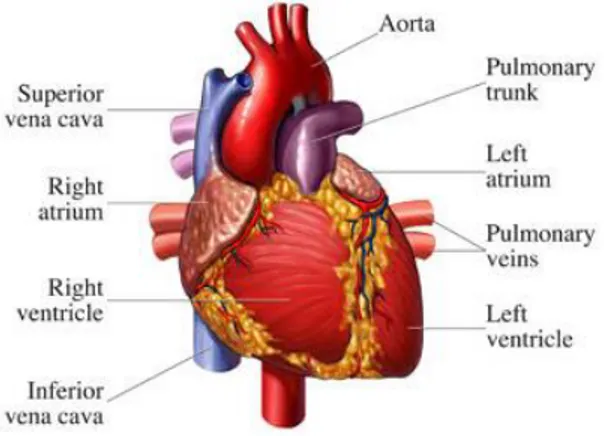 Gambar 2.4 Mekanisme Jantung Manusia 