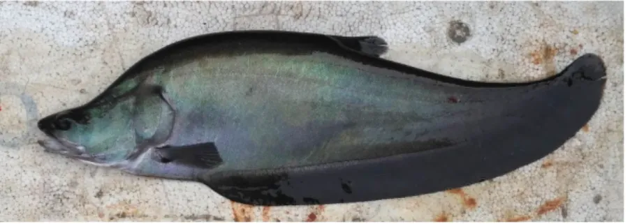 Gambar 1  Ikan Belida (Chitala lopis) 