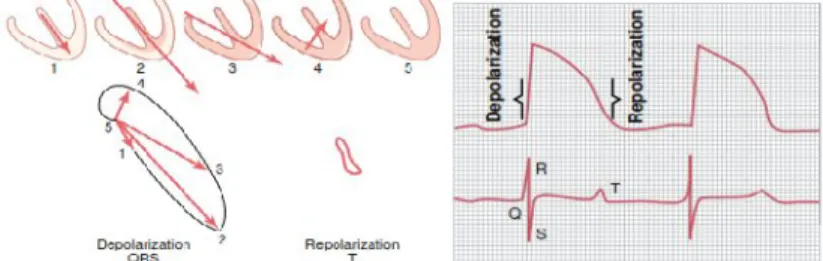 Gambar 1. Depolarisasi dan Repolarisasi pada Otot Jantung (Guyton and Hall, 2006)