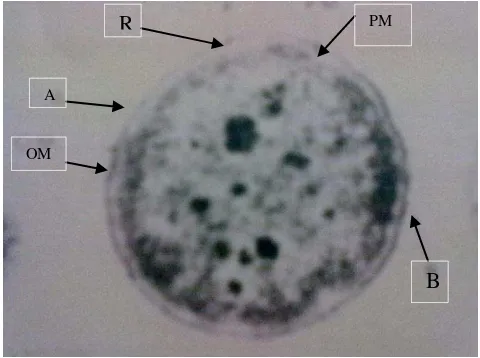Gambar 2.  Bakteri A. salmonicida ( Sumber : Cipriano and Bullock, 2001 ) 
