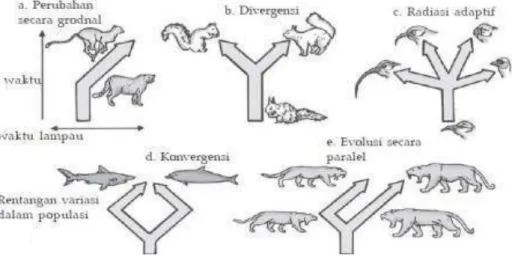 Gambar 1.1  Evolusi konvergen dan divergen   (sumber: Budiyanto, 2011) 