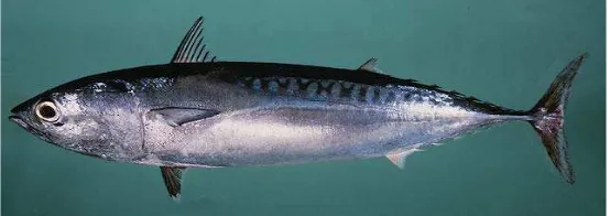 Gambar 1 Ikan tongkol (Euthynnus affinis) (Destin 2005) 