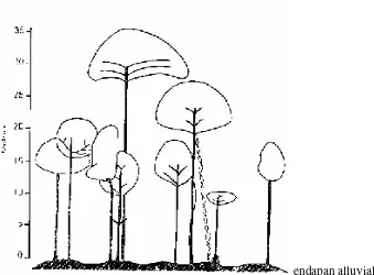 Gambar 3 Profil Habitat 2x30 m Lahan Ultrabasic di Cagar Alam Morowali, Horisontal dan Vertic al Pada Area yang sama (Whitten 1987)
