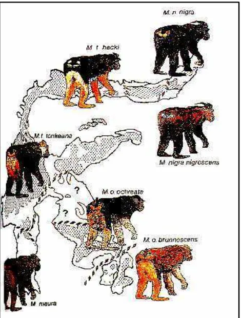 Gambar 4 Peta Penyebaran Macaca di Sulawesi (Whitten 1987). 