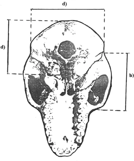 Gambar 9 Skema Pengukuran Tulang Tengkorak   Beruk (Macaca nemesrina). (Sumber: Lekagul dan McNeely 1977) 