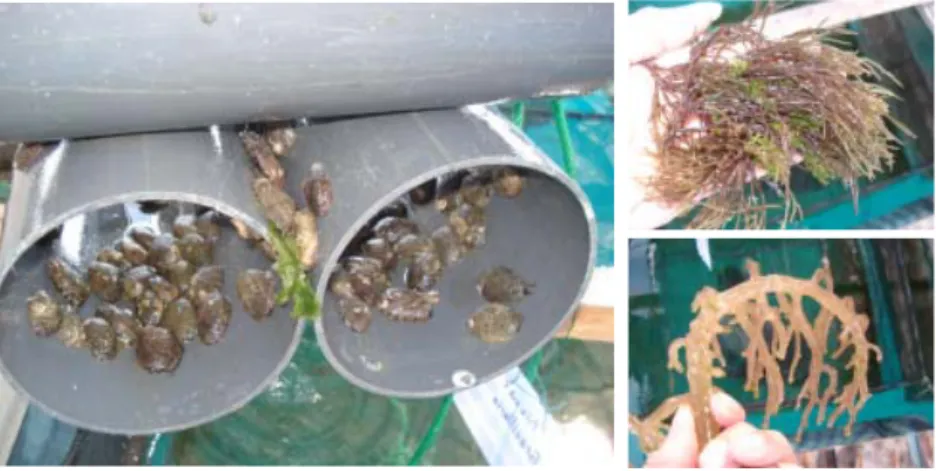 Gambar 1. Abalon berlindung pada shelter pipa PVC, dan jenis rumput laut (Gracilaria dan E
