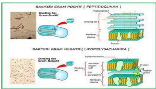 Gambar 4. Struktur sel bakteri Gram positif dan Gram negatif 