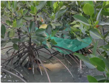Gambar 8 Penempatan penangkap serasah dalam ekosistem mangrove  Pengukuran terhadap produktifitas  serasah dilakukan dengan mengambil  guguran serasah yang terdapat di jaring serasah dengan selang waktu pengambilan  7 hari, 14 hari, 21 hari, 28 hari, 35 ha