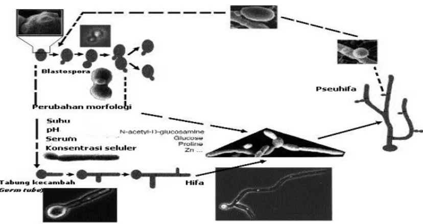 Gambar 1 Pertumbuhan dimorfik Candida albicans (Molero et al. 1998) 