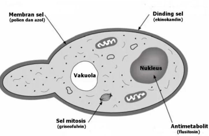 Gambar 8 Diagram skematik dari sel C. albicans sebagai sasaran obat  anticendawan (Ali 2008) 