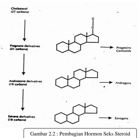 Gambar 2.2 : Pembagian Hormon Seks Steroid 