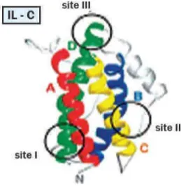 Gambar 3. Empat struktur dari IL-6 urin yang terdiri  dari  empat  heliks  (berwarna)  yang  dihubungkan  oleh sebuag loop (warna abu-abu)