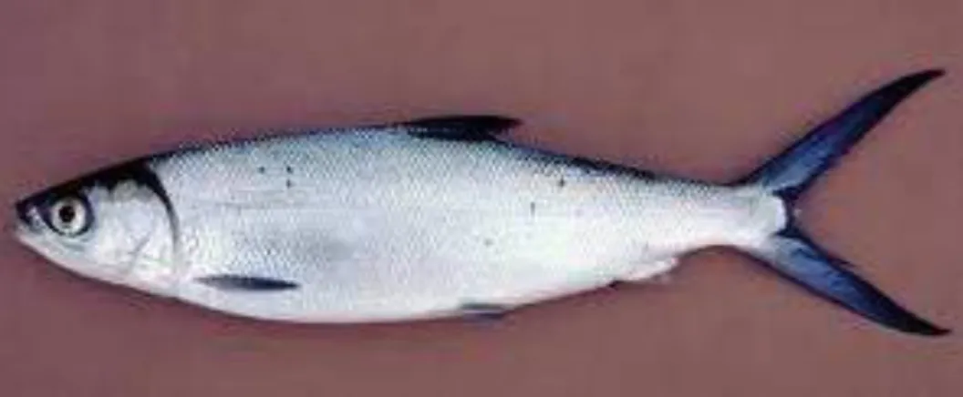 Gambar 2.1 Ikan Bandeng (Anonim 2010)