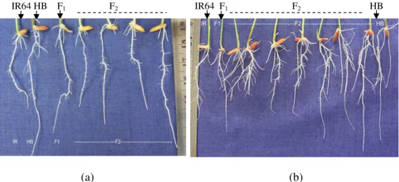 Gambar  5    (a)  Panjang  akar  setelah  perlakuan  cekaman  Al  selama  72  jam;  (b)    panjang akar setelah recovery selama 48 jam