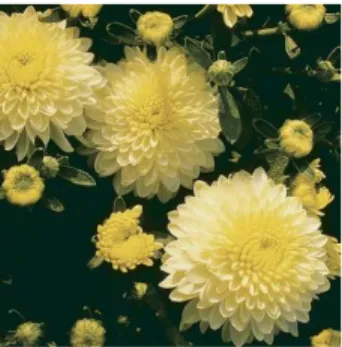 Gambar 4.46  Chrysanthemum morifolium  Sumber: finegardening.com 