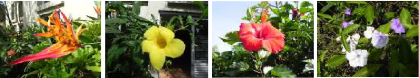 Gambar 4 (a) Bunga helliconia psittacorum/ pokok sepit udang warna orange;  