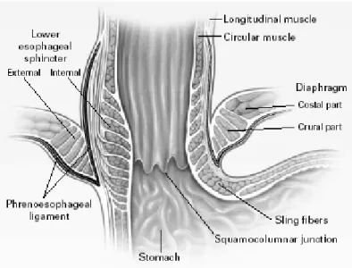 Gambar 1. Anatomi Esophagogastric Junction.   (Devault, 2003) 