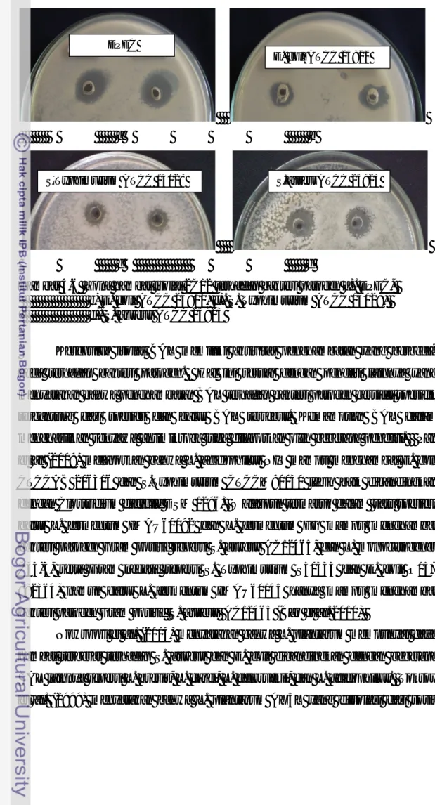 Gambar 4.6  Zona hambat isolat 2C12 terhadap bakteri patogen a). EPEC,                         b) E