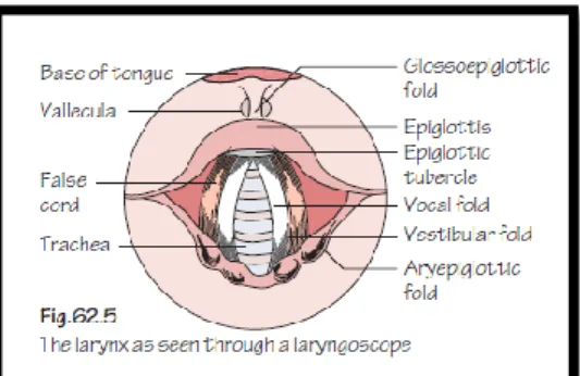 Gambar 1. Anatomi laring 13