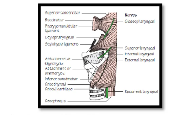 Gambar 1. Anatomi Laring 29