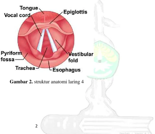 Gambar 2. struktur anatomi laring 4 