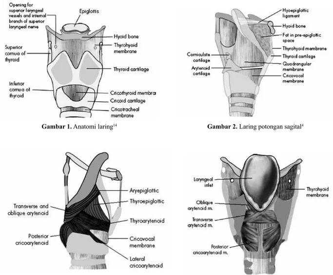 Gambar 3. Otot-otot intrinsik laring 8