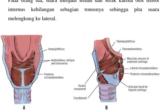 Gambar 2.4. Otot Intrinsik Laring, (A) tampak belakang, setelah  pemotongan faring dan esofagus, (B) tampak samping,  setelah pemotongan sebagian kartilago tiroid