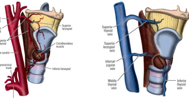 Gambar 2.5 Sistem Arteri dan Vena pada Laring  (Sumber :http://web.uni-plovdiv.bg) 