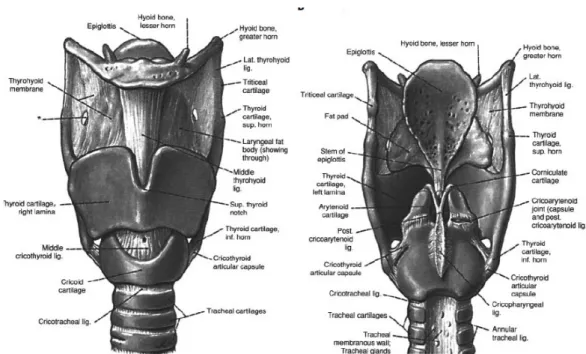 Gambar 1: anatomi struktur penyangga laring. Diambil dari kepustakaan 5