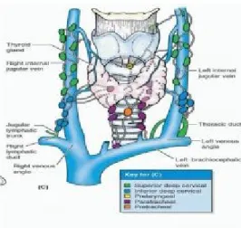 Gambar 6: kelenjar limfe pada bagian leher. Diambil dari kepusatakaan 6
