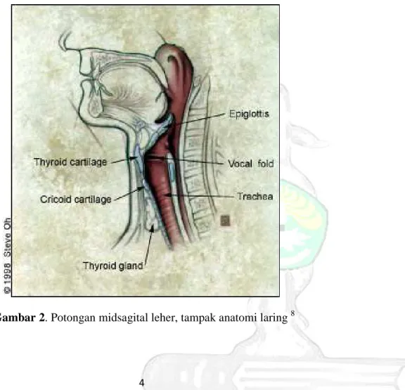 Gambar 2. Potongan midsagital leher, tampak anatomi laring  8 