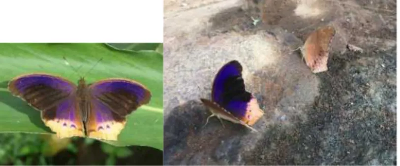 Gambar 7. Kupu-kupu Terinos clarissa yang dijumpai di beberapa lokasi di hutan Petungkriyono   termasuk di area permukiman
