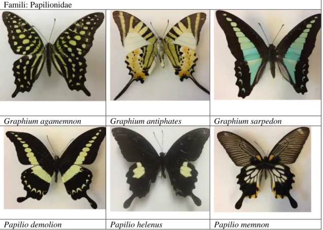 Gambar 2. Kupu-kupu yang tergolong ke dalam famili Papilionidae ini berukuran sedang hingga besar, memiliki  corak sayap yang indah, dan banyak di antaranya memiliki perpanjangan sayap serupa ekor