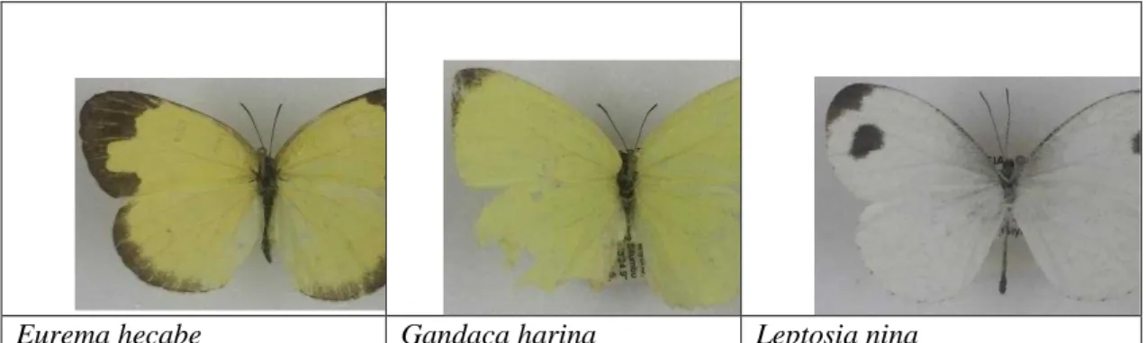 Gambar 3. Kupu-kupu yang tergolong ke dalam famili Pieridae umumnya berwarna kuning dan putih, walaupun  Appias nero berwarna merah bata; berukuran sedang; dan tidak memiliki perpanjangan sayap serupa ekor