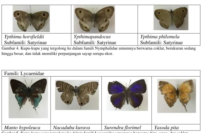 Gambar 5. Kupu-kupu yang tergolong ke dalam famili Lycaenidae umumnya berwarna biru, ungu, dan coklat; 