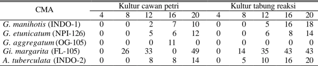 Tabel 3. Perkembangan sporulasi CMA pada minggu ke 4 sampai 20 setelah pengkulturan  Kultur cawan petri  Kultur tabung reaksi 