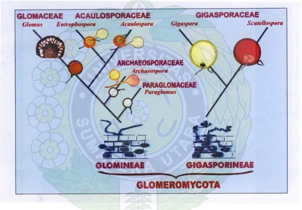 Gambar 2. Filogeni Perkembangan dan Taksonomi Ordo Glomeromycota  (Sumber: INVAM, 2009)  