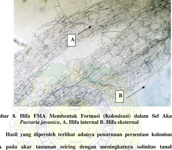 Gambar 8. Hifa FMA Membentuk Formasi (Kolonisasi) dalam Sel Akar  Pueraria javanica, A