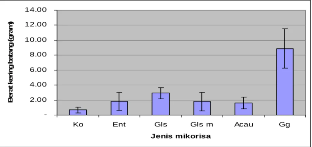 Gambar 6. Berat kering Batang Tanaman Kacang Komak Akibat Inokulasi Berbagai Isolat FMA dan  Kontrol 