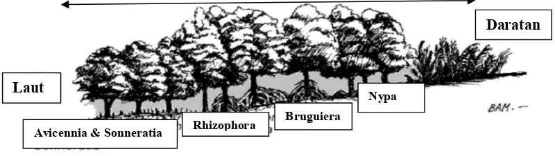 Gambar 1.  Zonasi Mangrove 