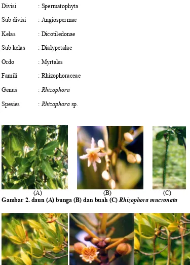 Gambar 3. Daun (A) bunga (B) dan buah (C) Rhizophora apiculata 