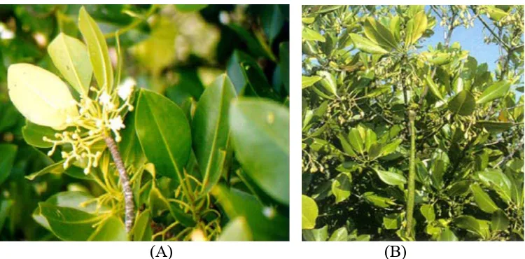 Gambar 4. Daun dan bunga (A) serta buah (B) Rhizophora stylosa  