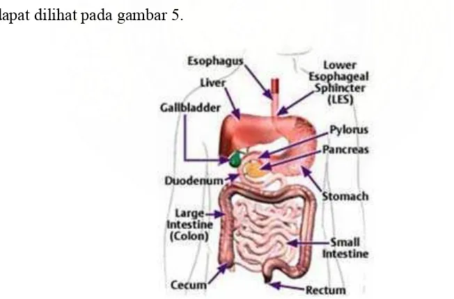 Gambar 5. Anatomi saluran cerna  