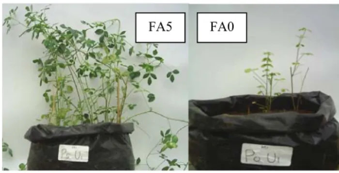 Gambar 3.  Perbandingan Tanaman Alfalfa yang diberi Pupuk Fosfat Alam  (FA5) dan Tanpa Pemberian Fosfat Alam (FA0) 