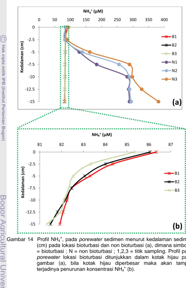 Gambar  14    Profil  NH 4 + ,  pada  porewater  sedimen  menurut  kedalaman  sedimen  (cm) pada lokasi bioturbasi dan non bioturbasi (a), dimana simbol B 