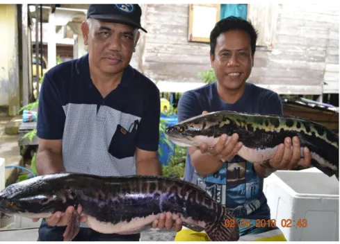 Gambar 2. Induk betina ikan toman (Pahmi Ansyari dan Slamat, peneliti ikan toman, ULM Banjarbaru)  Ikan  toman  memiliki  kebiasaan  ‘mengasuh’  anak-anaknya