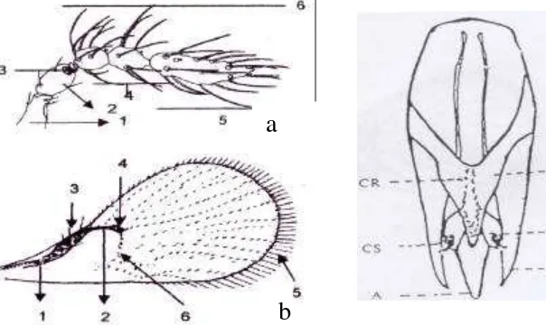 Gambar 1  Karakter morfologi T. chilotraeae hasil identifikasi; Antena (A); sayap depan (B) dan genitalia imago jantan (C)